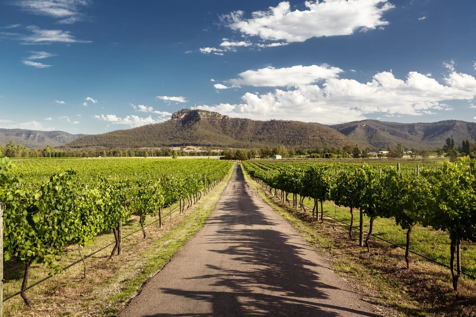 A vineyard road leading toward the Brokenback Range, Hunter Valley