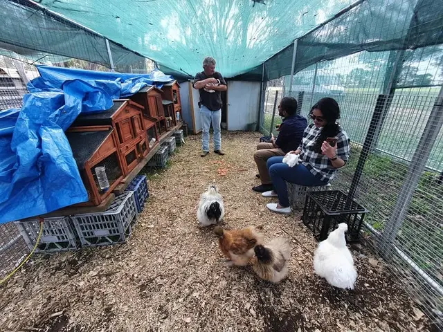 Guests meeting the chickens in a netted cellar door garden