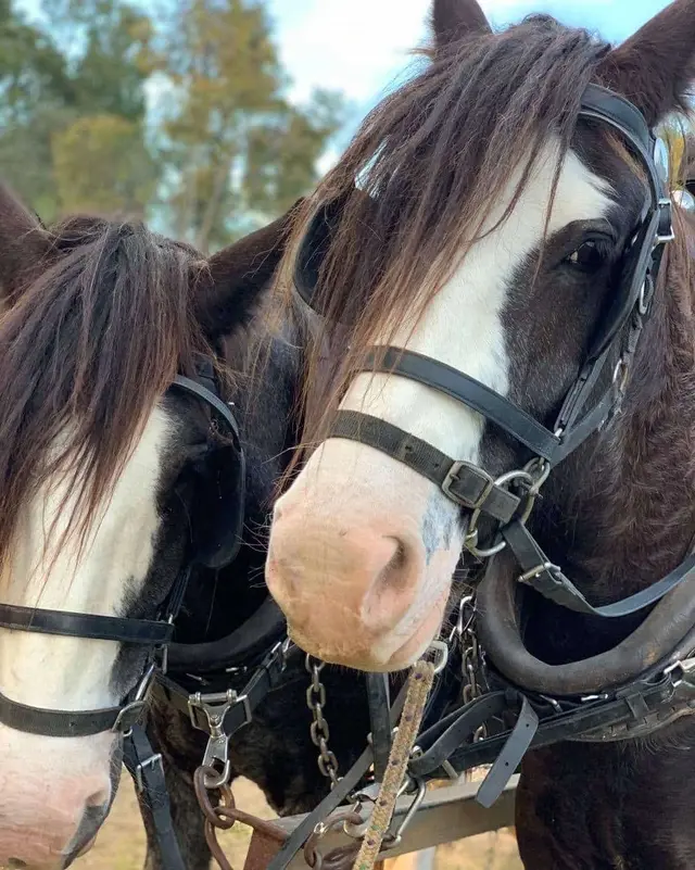 Two harnessed draught horses at a vineyard stop